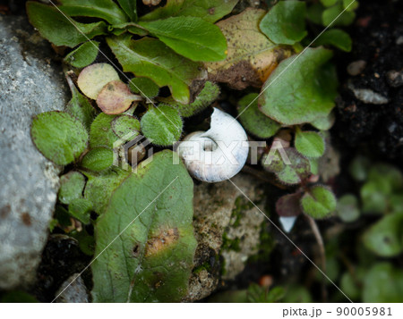 White right-coiled, globular snail shell illuminated by soft sunlight laying upside down in greenery near grey stone White right-coiled, globular snail shell illuminated by soft sunlight laying upside down in greenery near grey stone 90005981