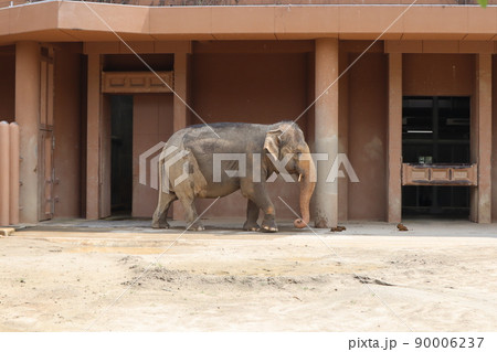 アジアゾウ_東山動物園 アジアゾウ_東山動物園 90006237