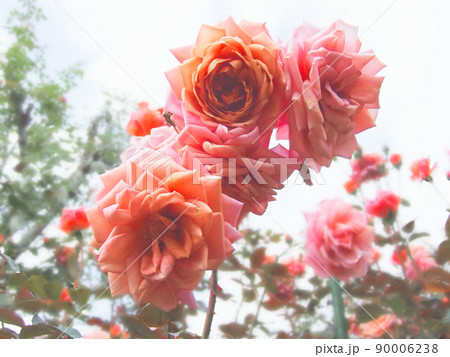 晴れた日のバラ園で寄り添う花　薔薇　ピンク　華やか　気品 90006238