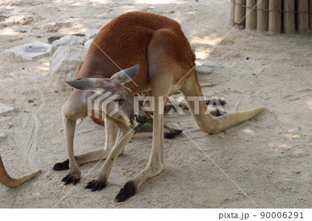 アカカンガルー_東山動物園 90006291