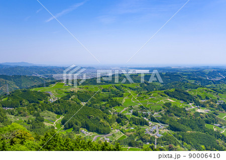 静岡県掛川市東山の茶畑 静岡県掛川市東山の茶畑 90006410