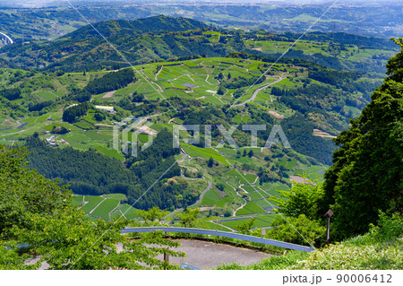 静岡県掛川市東山の茶畑 静岡県掛川市東山の茶畑 90006412