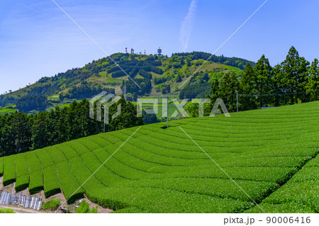 静岡県掛川市東山の茶畑　 90006416