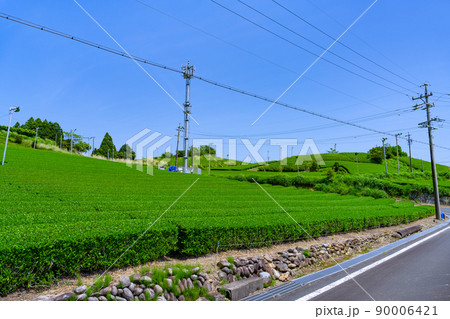 静岡県掛川市東山の茶畑　 90006421