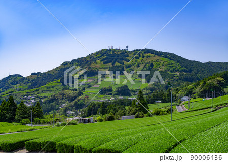 静岡県掛川市東山の茶畑　 90006436