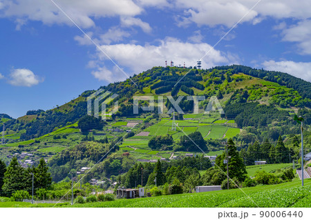 静岡県掛川市東山の茶畑 静岡県掛川市東山の茶畑 90006440