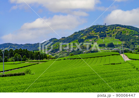静岡県掛川市東山の茶畑　 90006447