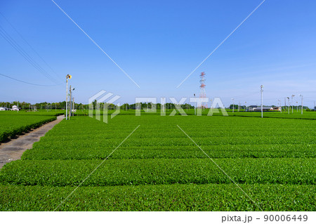 静岡県掛川市東山の茶畑　 90006449