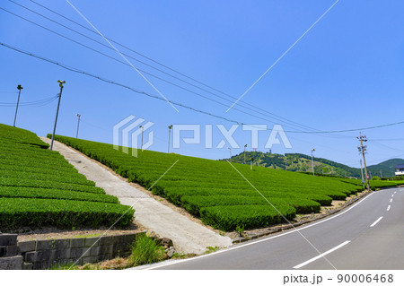 静岡県掛川市東山の茶畑　 90006468