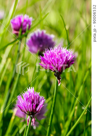 Violet wild onion Allium flowers in the sun. Blooming wild spring plants. Gardening and floriculture. Violet wild onion Allium flowers in the sun. Blooming wild spring plants. Gardening and floriculture. 90006532