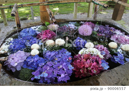 紫陽花と梅雨の花々 紫陽花と梅雨の花々 90006557