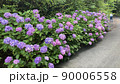 紫陽花と梅雨の花々 90006558