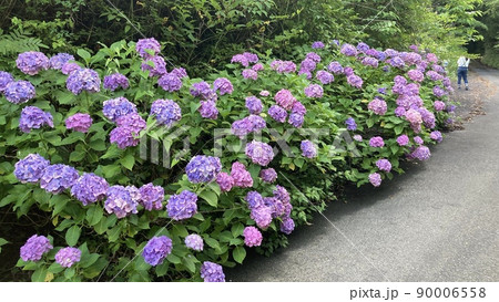 紫陽花と梅雨の花々 紫陽花と梅雨の花々 90006558