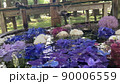 紫陽花と梅雨の花々 90006559