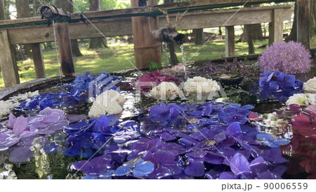 紫陽花と梅雨の花々 紫陽花と梅雨の花々 90006559