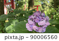 紫陽花と梅雨の花々 90006560