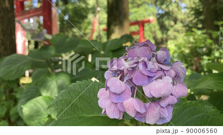 紫陽花と梅雨の花々 紫陽花と梅雨の花々 90006560