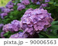 紫陽花 90006563