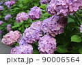 紫陽花 90006564