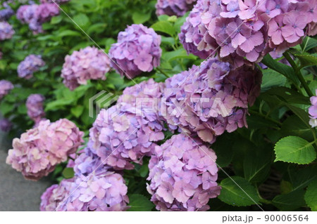 紫陽花 紫陽花 90006564
