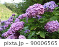 紫陽花 90006565