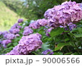 紫陽花 90006566