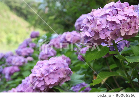 紫陽花 紫陽花 90006566