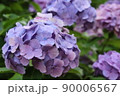 紫陽花 90006567