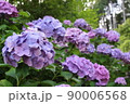 紫陽花 90006568