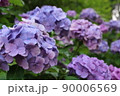 紫陽花 90006569