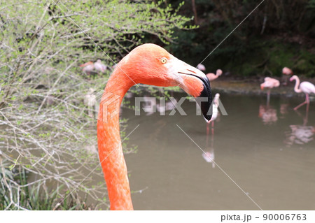 フラミンゴ　ベニイロフラミンゴ　顔のアップ 90006763