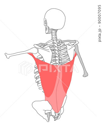 人間の骨格と広背筋のイラスト素材