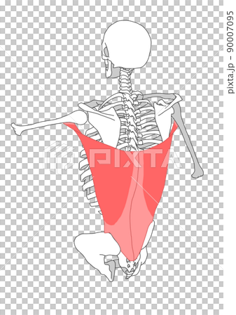 Human skeleton and latissimus dorsi 90007095