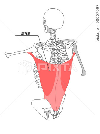 人間の骨格と広背筋(日本語名称) 人間の骨格と広背筋(日本語名称) 90007097