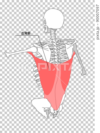 Human skeleton and latissimus dorsi (Japanese name) 90007097