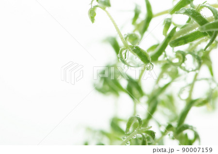 観葉植物　水滴 90007159