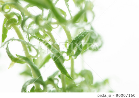 観葉植物　水滴 90007160