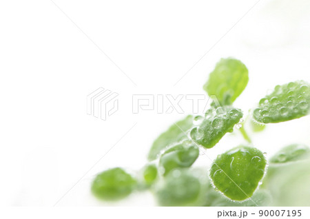 観葉植物　水滴 90007195