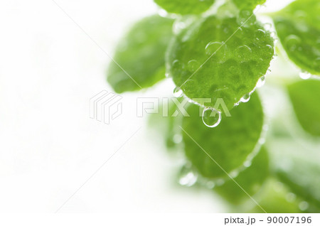 観葉植物　水滴 90007196