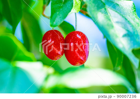 グミの実 90007236