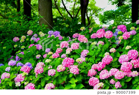 滋賀県守山市の紫陽花の花、アジサイ園、雨の日の紫陽花の花 90007399