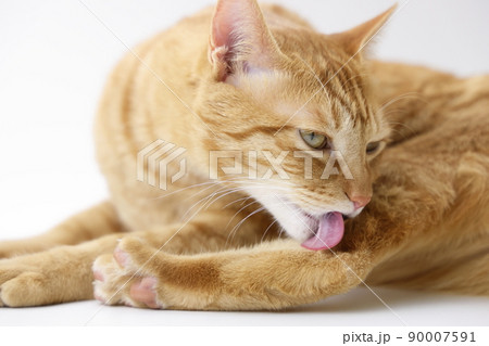 ねこちゃんの日常風景（すっかり大きくなりました） 90007591