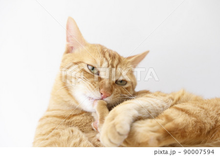 ねこちゃんの日常風景（すっかり大きくなりました） 90007594