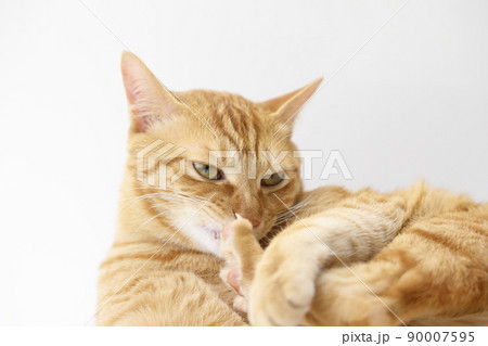 ねこちゃんの日常風景（すっかり大きくなりました） 90007595