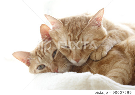 ねこちゃんの日常風景(すっかり大きくなりました) ねこちゃんの日常風景(すっかり大きくなりました) 90007599