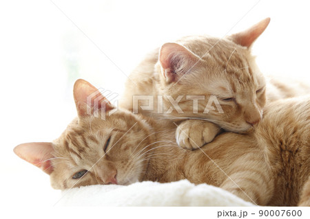ねこちゃんの日常風景（すっかり大きくなりました） 90007600