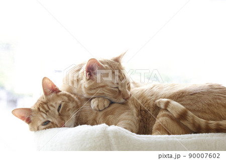 ねこちゃんの日常風景（すっかり大きくなりました） 90007602