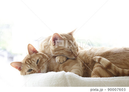 ねこちゃんの日常風景（すっかり大きくなりました） 90007603