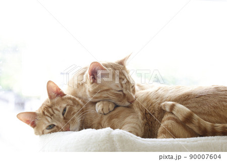 ねこちゃんの日常風景(すっかり大きくなりました) ねこちゃんの日常風景(すっかり大きくなりました) 90007604