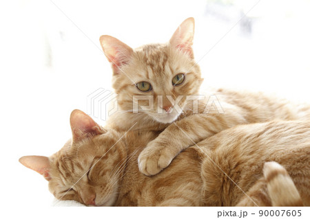 ねこちゃんの日常風景(すっかり大きくなりました) ねこちゃんの日常風景(すっかり大きくなりました) 90007605